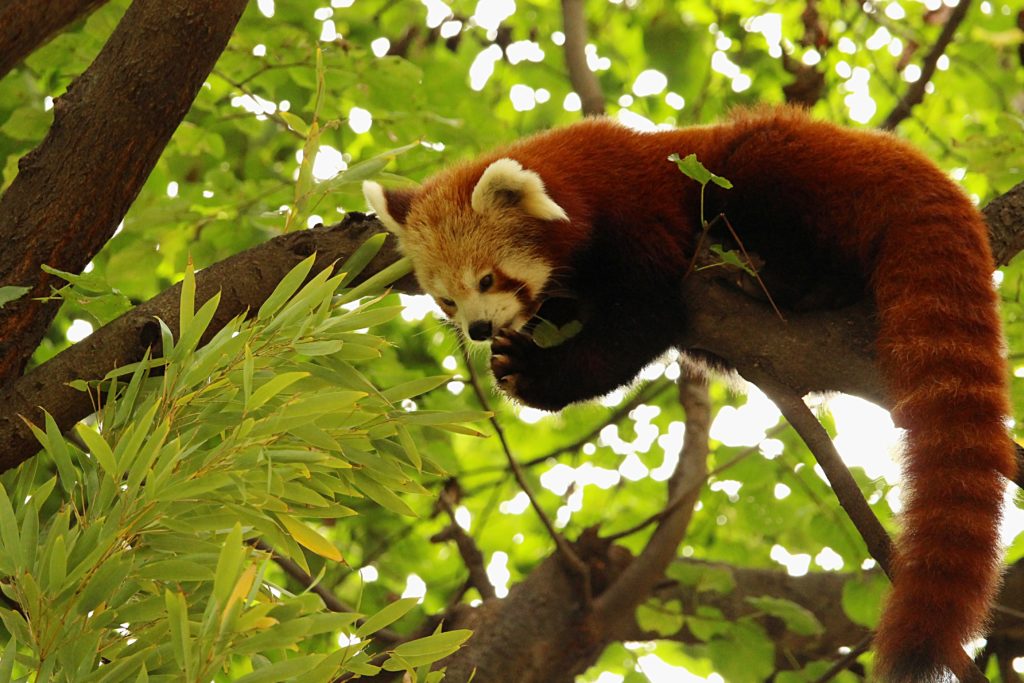 home of red and giant panda Sichuan China SensingChina