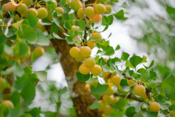 traditional Chinese medicine traditional Chinese medicine from nature SensingChina