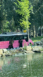 two bears are chasing a tourist bus