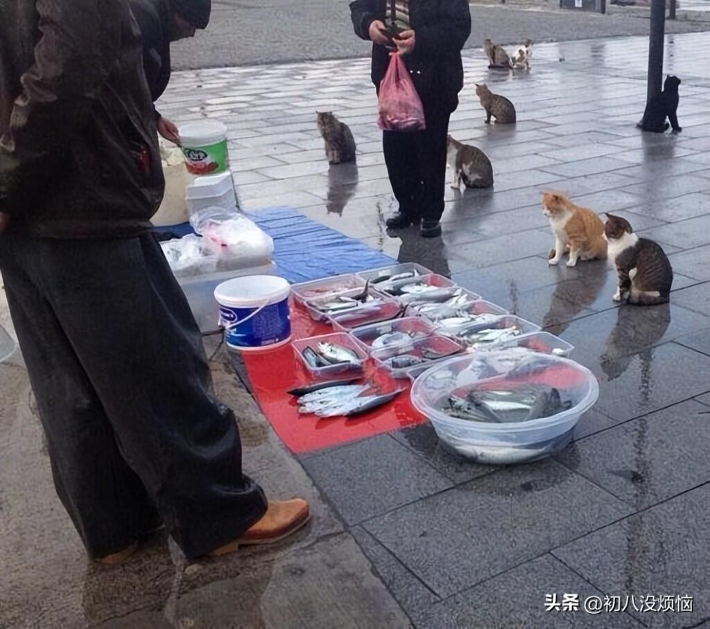 Cats are waiting patiently for the fish