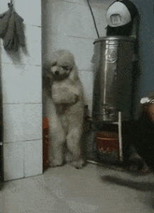 a small dog is avoiding punishment