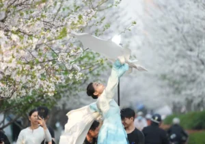 cherry blossoms in Hangzhou, China's Zhejiang